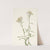 Pearl Everlasting. Anaphalis margaritacea (1925) by Mary Vaux Walcott