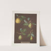 Pears (Bergamot de Chantilly, Bouchee, Winter sweet sugar and the Bishop’s Thumb varities). (1812) by George Brookshaw