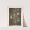 Pears (Cressan, Tarlington and the Aster bergamot varities). (1812) by George Brookshaw