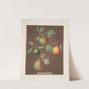 Pears (Michaelmas, or Autumn Bergamot, Summer, Orange and Gansell’s bergamots). (1812) by George Brookshaw