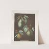 Pears (Saint Germain, Winter swan’s egg and the Double blossom varities). (1812) by George Brookshaw