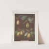 Pears (Virgoulle, Striped vert longue, Swan’s egg and the Pear d’Auch varities). (1812) by George Brookshaw