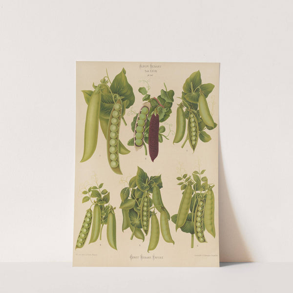 Peas (1876-1886) by Ernst Benary