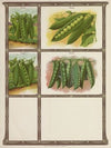 Peas (1921)