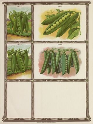 Peas (1921)