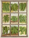 Peas (1921)
