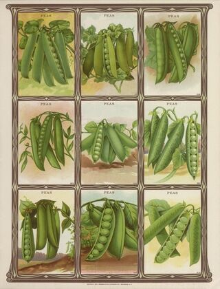 Peas (1921)