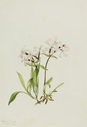 Forest Anemone (Anemone deltoidea) (1925)
