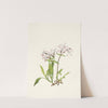 Peatpink. Silene caroliniana (1925) by Mary Vaux Walcott