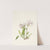 Peatpink. Silene caroliniana (1925) by Mary Vaux Walcott