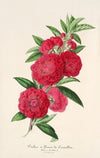 Pecher a fleurs de Camellia