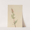 Pedicularis bracteosa (ca. 1917-1918) by Mary Vaux Walcott