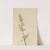 Pedicularis bracteosa (ca. 1917-1918) by Mary Vaux Walcott