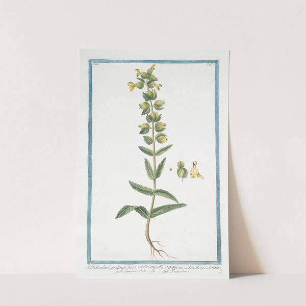 Pedicularis pratensis lutea, vel Cristagallis - Cristagalli foemina - Pediculaire. (Lousewort) by Giorgio Bonelli