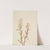 Pedicularis raremosa (1904) by Mary Vaux Walcott