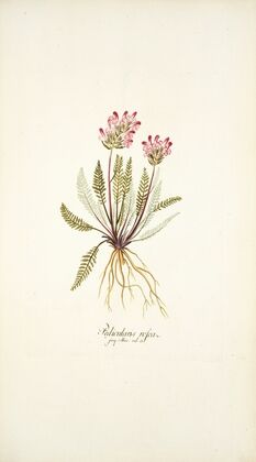 Pedicularis rosea