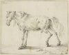Peeing horse