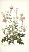 Pelargonium anemonaefolium