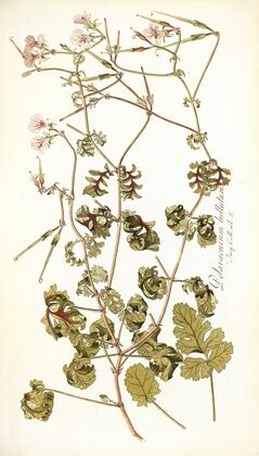 Pelargonium bullatum