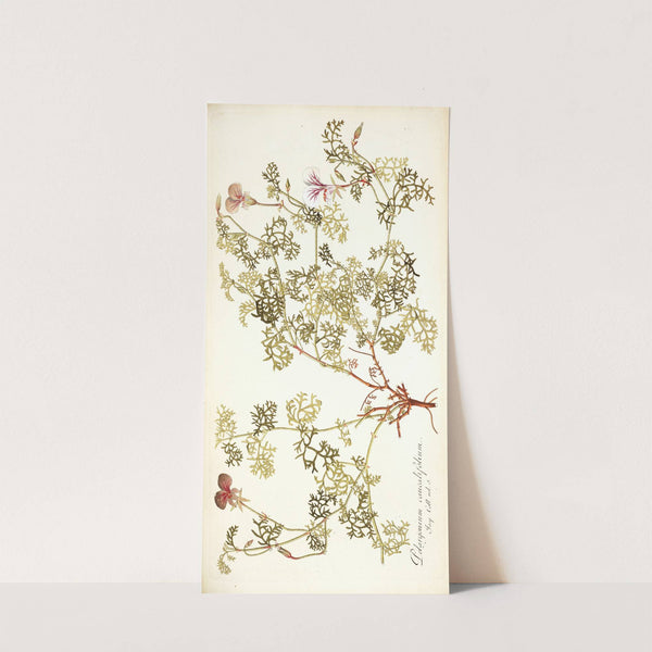Pelargonium caucalifolium by Nikolaus Joseph Freiherr von Jacquin