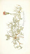 Pelargonium chamaedryfolium
