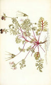 Pelargonium coriandrifolium