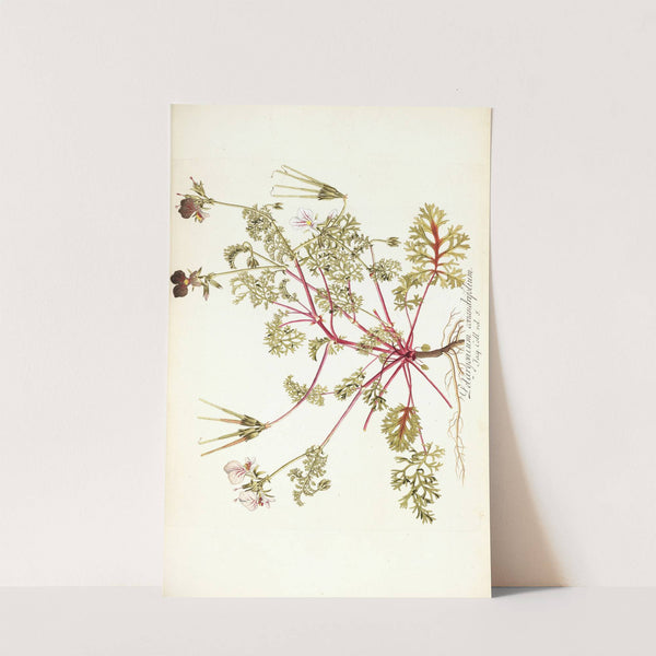 Pelargonium coriandrifolium by Nikolaus Joseph Freiherr von Jacquin