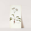 Pelargonium depressum by Nikolaus Joseph Freiherr von Jacquin