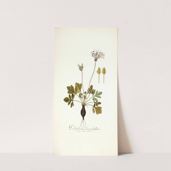Pelargonium heterophyllum by Nikolaus Joseph Freiherr von Jacquin
