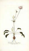 Pelargonium longifolium