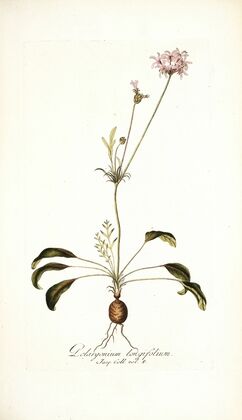 Pelargonium longifolium