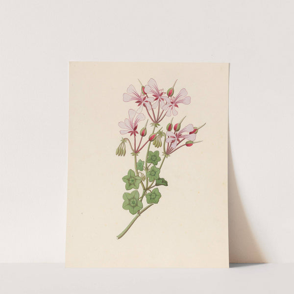 Pelargonium peltatum by Clemenz Heinrich Wehdemann