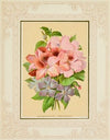 Pelargonium, Periwinkle