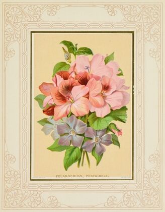 Pelargonium, Periwinkle