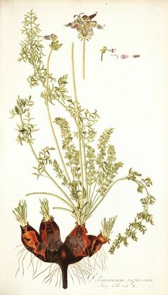 Pelargonium rapaceum