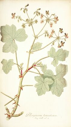 Pelargonium tomentosum