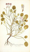 Pelargonium trichostemon