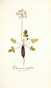 Pelargonium triphyllum