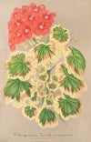 Pelargonium zonale, var. quadricolor