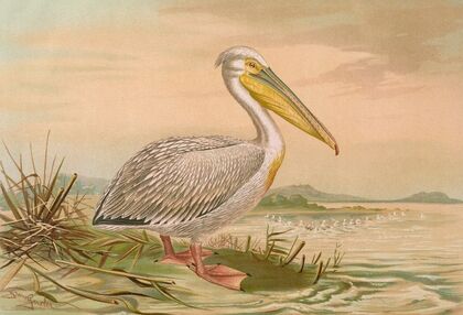 Pelecanus onocrotalus