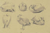 Pelicans