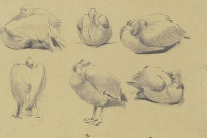 Pelicans