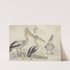 Pelicans in Artis Zoo by Jan van Essen