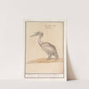Pelikaan (Pelicanus) (1596-1610) by Anselmus Boëtius de Boodt
