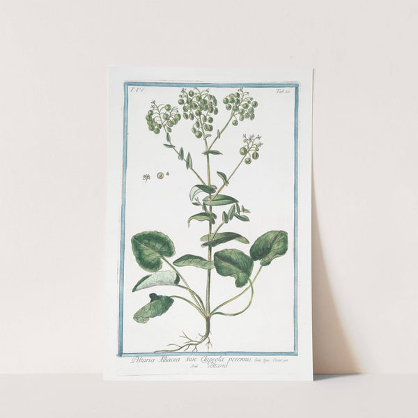 Peltaria Alliacea sive Clypeola perennis - Peltaria. (Garlic cress) by Giorgio Bonelli