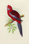 Pennant’s Parrakeet (1884-1887)