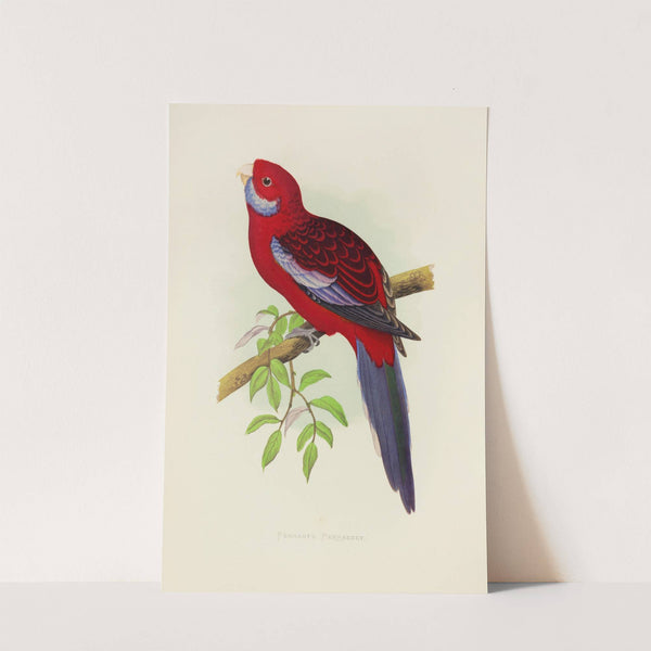 Pennant’s Parrakeet (1884-1887) by Alexander Francis Lydon