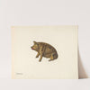 Penny Bank - Pig by Charles Henning