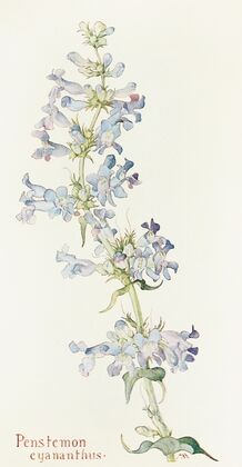 Penstemon cyananthus