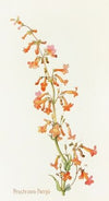 Penstemon Parryi